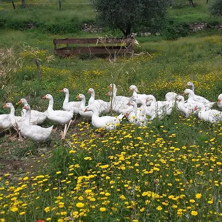 Val D'olivi Capodacqua (Assisi)